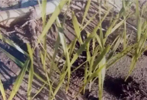 小麥缺硫 小麥缺硫