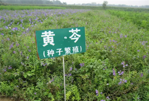 液體肥適用作物 液體肥適用作物