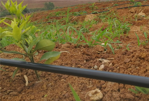 液體肥高效用法 液體肥高效用法