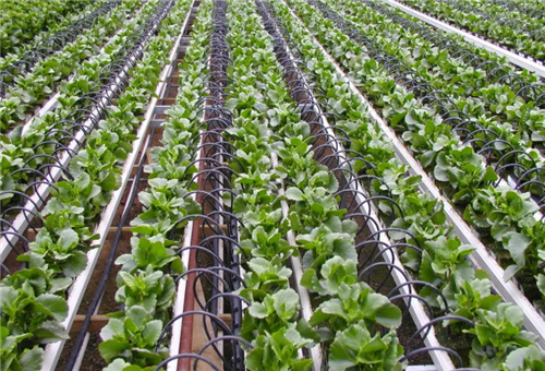 濃縮液肥缺點 濃縮液肥缺點