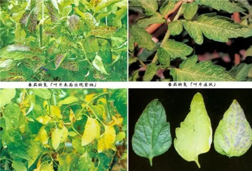 番茄缺氮表現 番茄缺氮表現