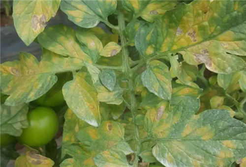 番茄缺磷表現 番茄缺磷表現