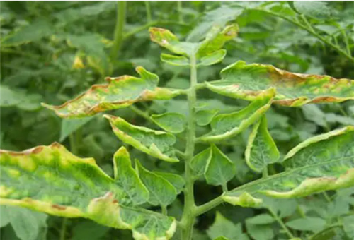 番茄缺鉀表現 番茄缺鉀表現