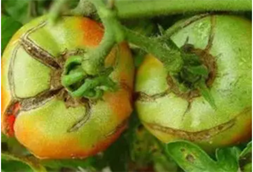 番茄缺鈣表現 番茄缺鈣表現