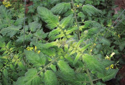 番茄缺鐵表現 番茄缺鐵表現