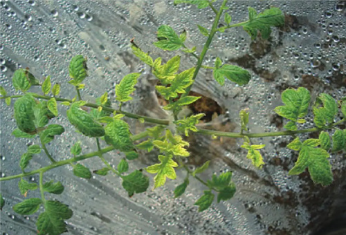 番茄缺鋅表現 番茄缺鋅表現