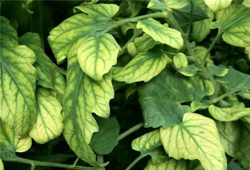 番茄缺鎂表現 番茄缺鎂表現