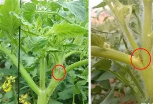 番茄缺硼表現 番茄缺硼表現