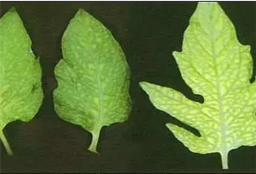 番茄缺錳表現 番茄缺錳表現