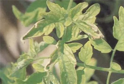 番茄缺鉬表現 番茄缺鉬表現