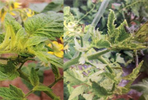 番茄缺銅表現 番茄缺銅表現