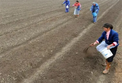 西紅柿追肥要求 西紅柿追肥要求