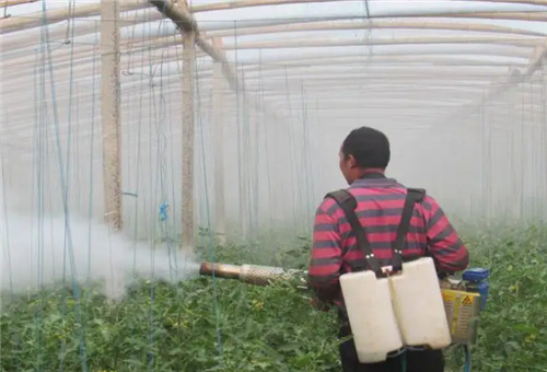 番茄噴施追肥 番茄噴施追肥