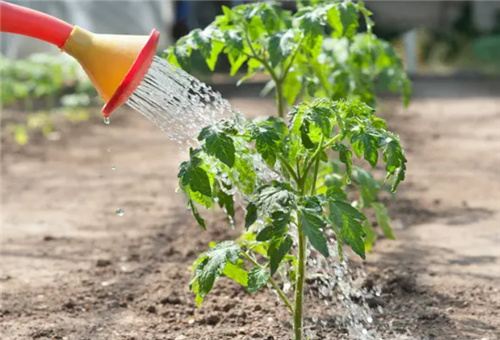 番茄沖施追肥 番茄沖施追肥