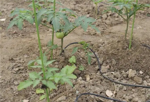 番茄滴灌追肥 番茄滴灌追肥
