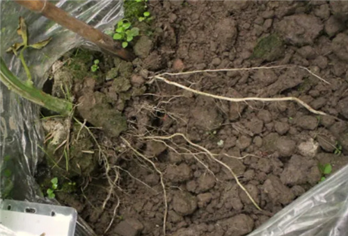 番茄根施追肥 番茄根施追肥