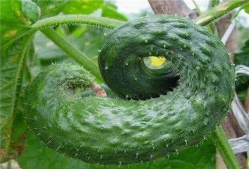 黃瓜缺鈣 黃瓜缺鈣