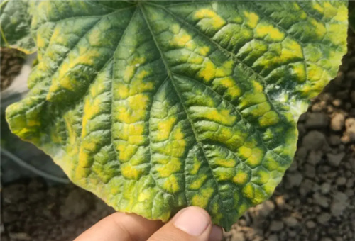 黃瓜缺鎂 黃瓜缺鎂