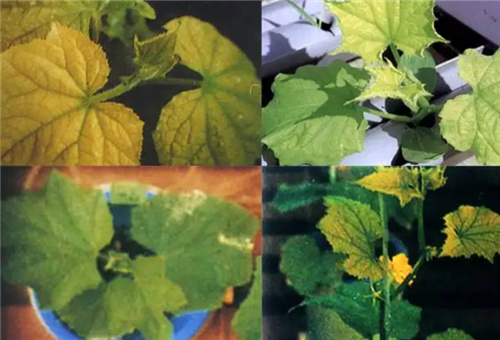 黃瓜缺鐵 黃瓜缺鐵