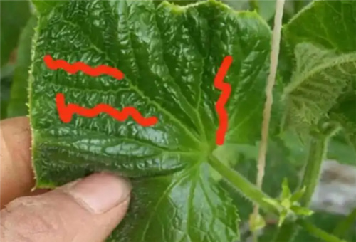 黃瓜缺硼 黃瓜缺硼