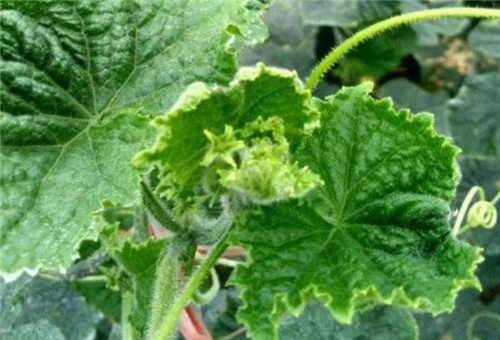 黃瓜缺鋅 黃瓜缺鋅