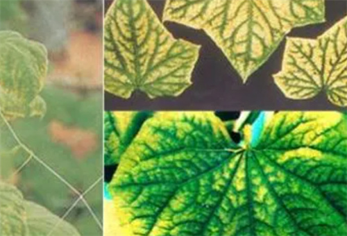 黃瓜缺鉀 黃瓜缺鉀