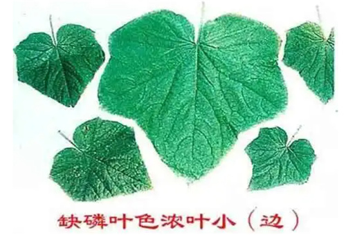 黃瓜缺磷 黃瓜缺磷