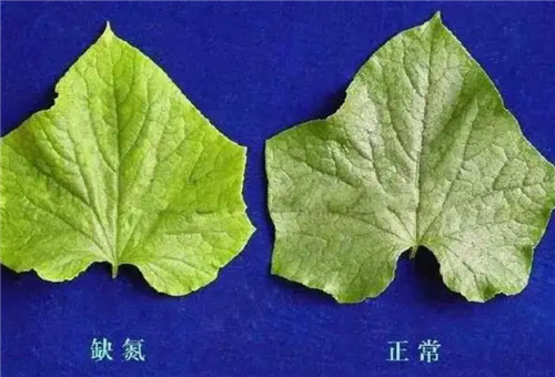 黃瓜缺氮 黃瓜缺氮