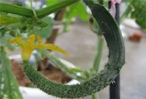 黃瓜容易缺什么肥 黃瓜容易缺什么肥