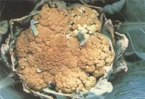 花椰菜缺素癥狀 花椰菜缺素癥狀