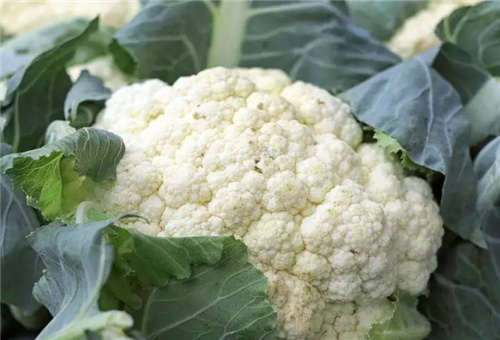 花椰菜用什么肥 花椰菜用什么肥