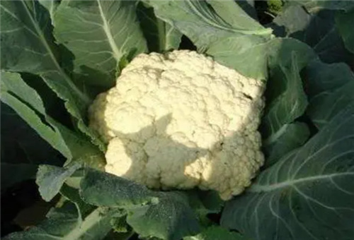 花椰菜需肥特點 花椰菜需肥特點