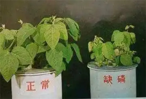 豆角缺磷 豆角缺磷