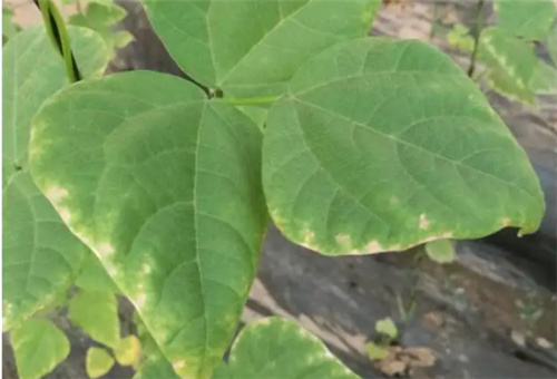 豆角缺鉀 豆角缺鉀