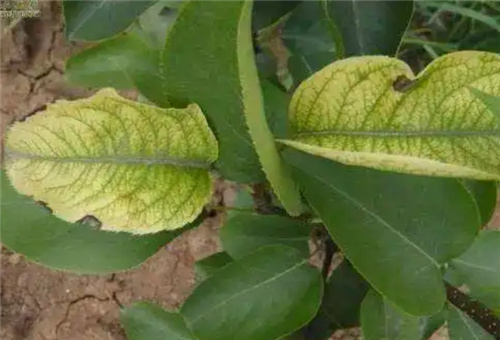 梨樹缺硼癥狀 梨樹缺硼癥狀