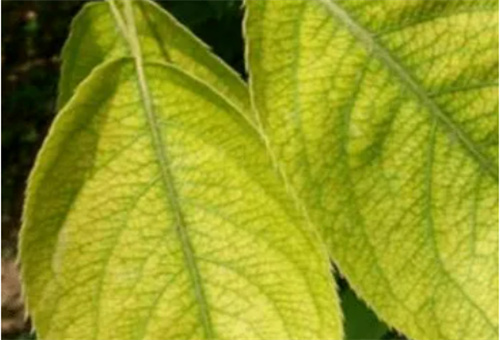 梨樹缺鉀癥狀 梨樹缺鉀癥狀