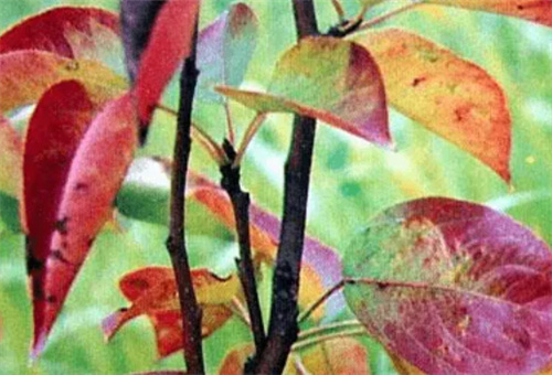 梨樹缺磷癥狀 梨樹缺磷癥狀