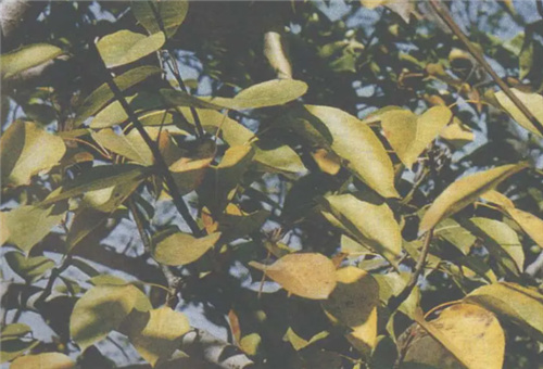 梨樹缺氮癥狀 梨樹缺氮癥狀