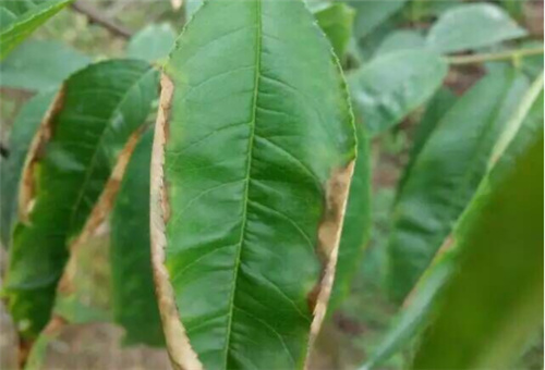 油桃缺素防治 油桃缺素防治