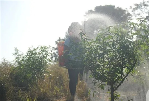 液體鈣肥適用作物 液體鈣肥適用作物