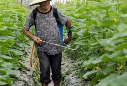 黃瓜液體肥噴施 黃瓜液體肥噴施
