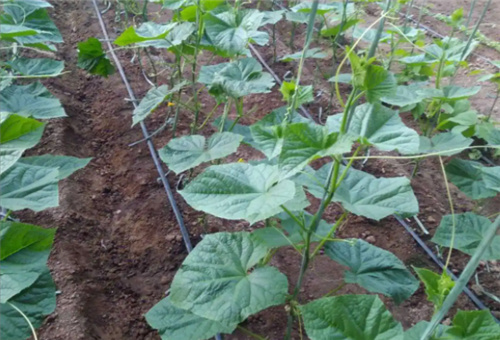 黃瓜滴灌施肥 黃瓜滴灌施肥