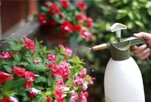 花卉施肥注意 花卉施肥注意