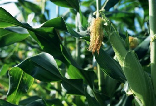 液體肥燒玉米問題 液體肥燒玉米問題