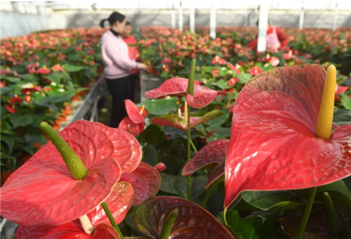 花卉種植施肥管理 花卉種植施肥管理