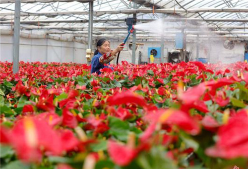 花卉種植施液體肥 花卉種植施液體肥