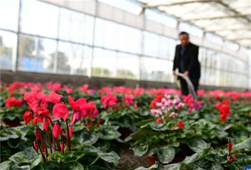 花卉施液體肥 花卉施液體肥