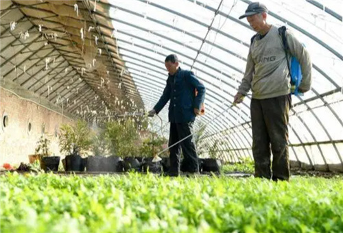 葉面噴施見效期 葉面噴施見效期