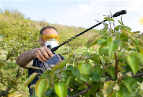 液體糖醇肥料噴施 液體糖醇肥料噴施