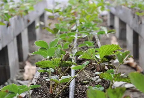液體肥料施用要點 液體肥料施用要點